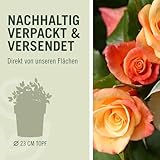 Kletterrose Moonlight in Kupfer-Gelb - Rosa - Kletter-Rose winterhart & duftend - Pflanze für Rankhilfe im 5 Liter Container von Garten Schlüter - Pflanzen in Top Qualität