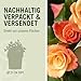 Kletterrose Moonlight in Kupfer-Gelb - Rosa - Kletter-Rose winterhart & duftend - Pflanze für Rankhilfe im 5 Liter Container von Garten Schlüter - Pflanzen in Top Qualität