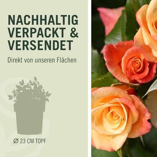 Kletterrose Moonlight in Kupfer-Gelb - Rosa - Kletter-Rose winterhart & duftend - Pflanze für Rankhilfe im 5 Liter Container von Garten Schlüter - Pflanzen in Top Qualität