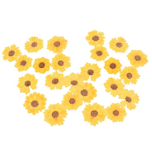 Flores secas margarita reales 24 piezas para manualidades miniatura 1