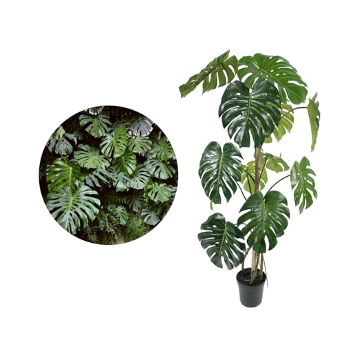 Genérico, Muda de Costela De Adão 20 a 40cm AMK - Plantas Online