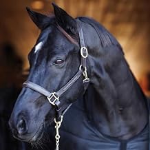 Country Pride Aurora Fancy Stitched Padded Leather Halter with Matching Lead