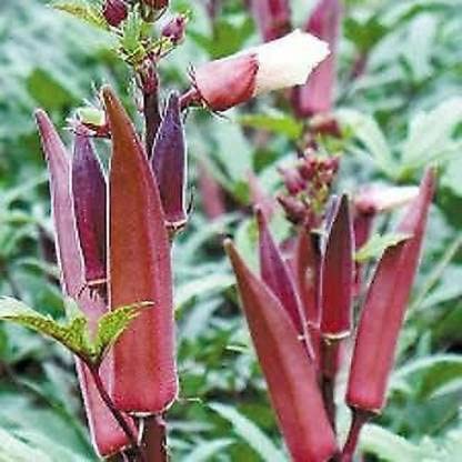 Green World OKRA BHINDI SCARLET RED/LAAL BHINDI SEEDS FOR KITCHEN GARDENING (10 seeds) (B09KH4BVGQ) Amazon Price History, Amazon Price Tracker