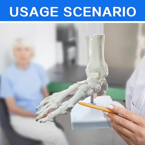 EVOTECH SCIENTIFIC Human Foot and Ankle Model, Life Size Medical Anatomy Foot Skeleton Model W/Tibia Fibula, Right, Fully Articulated, Human Skeleton Model for Medical Study & Science Classroom - Thumbnail 7