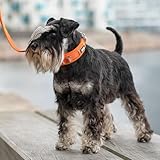 DOG Copenhagen Urban Explorer 3.0 Halsband, Black, M