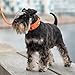 DOG Copenhagen Urban Explorer 3.0 Halsband, Black, M