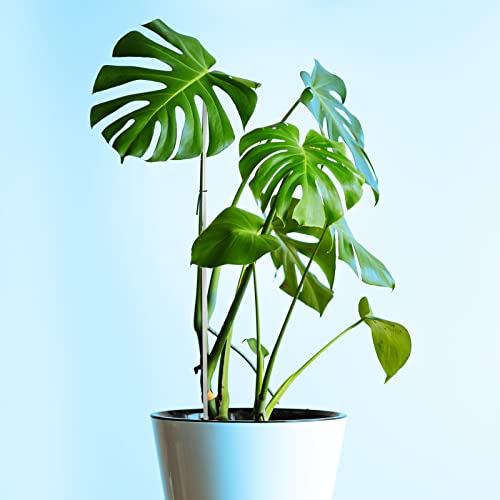Aboofx 32 Pieces 16 Inch Plant Stakes Acrylic Plant Stakes Garden Stakes Orchid Stakes, Clear Plant Sticks Plant Support Stakes For Indoor And Outdoor Plants #TOP5