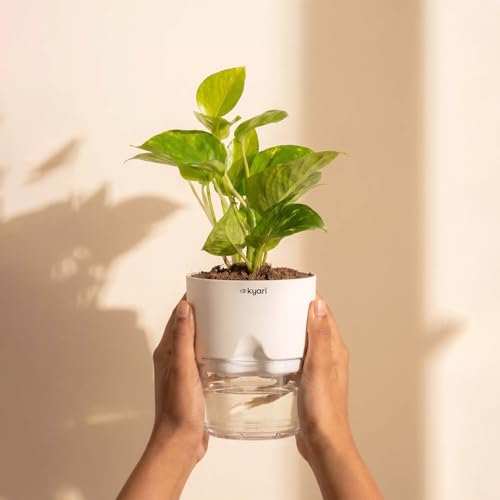 Image of Kyari Good Luck Money Variegated Live Plant with Black Self Watering Pot 4 Inch - Money Plant Indoor Live Plant with Pot for Home, Living Room - Lucky Vastu Air Purifying Plant