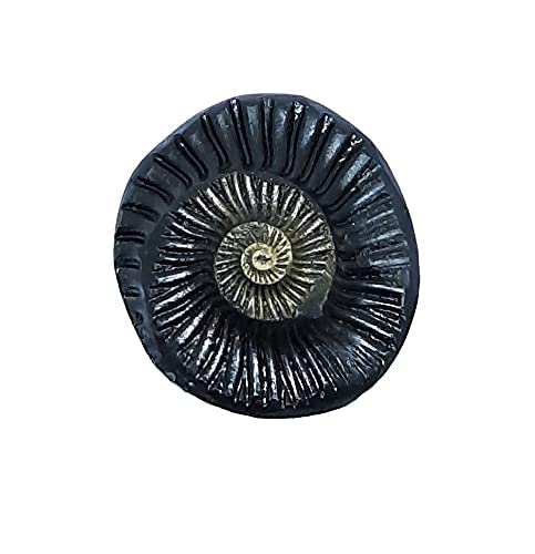 Sudarshan Shaligram | Nepal Gandaki River Chakra Saligram (2.5 cm) Orignal Sudarshan Chakra shaligram