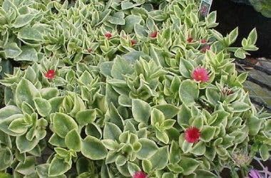 Live Variegated Baby Sun Rose Plant Live Variegated Baby Sun Rose Plant (Aptenia cordifolia Variegata) | Dual Color Leaves | Easy Care Succulent-image-4