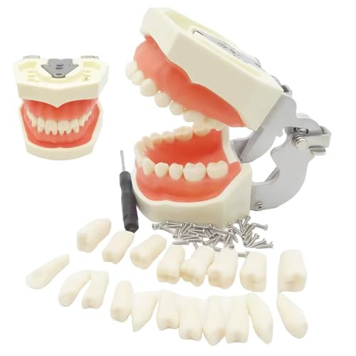 Modèle de dents Typodont d'enseignement en résine de haute précision - 3