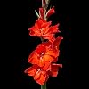 Tuin Planten Bloemstuk Voorkeur Meerjarige Hoge Kiemkracht Bloemen-30 STKS Rode Prachtige Gladiolen Bollen GLTING