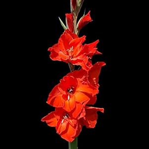 Tuin Planten Bloemstuk Voorkeur Meerjarige Hoge Kiemkracht Bloemen-30 STKS Rode Prachtige Gladiolen Bollen GLTING