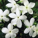 Rotyroya 20 Piezas de Semillas de jasminum grandiflorum, decoración de bonsái de balcón de jardín de Flores Ornamentales Semillas de jazmín grandiflorum