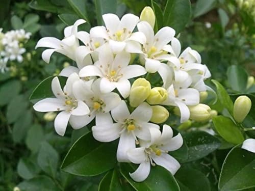 Image of Madhu Kamini Plant Live | Fragrant White Flower Paudha | Thai Hybrid Dwarf Maraiya Tree | Garden & Home Plant || Pack of 1.