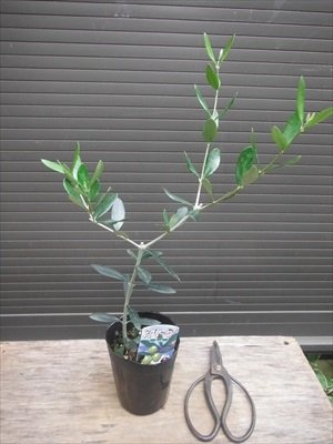 Amazon | オリーブ苗木 ルッカ 結実容易な品種 全長30~50CM前後 | 植木