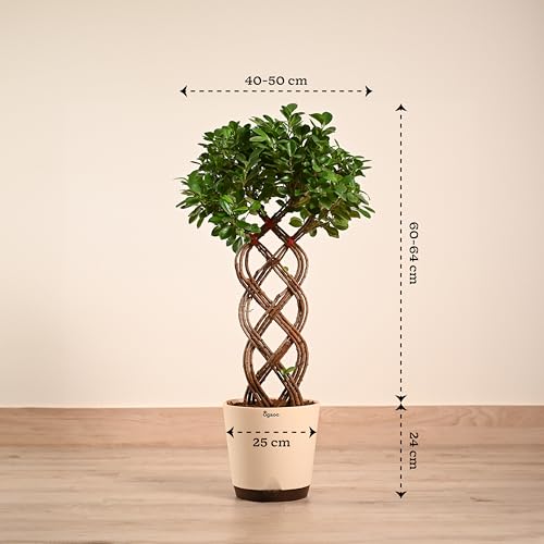 Image of UGAOO Ficus Netted Microcarpa - XL | Indoor Plant for Home | Live Plant with Pot | Indoor Plants with Pots for Home | Live Plants for Living Room