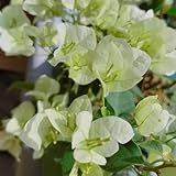 Bougainvillea, kletterpflanzen winterhart blumensamen balkon rankpflanze gartenpflanzen 350Samen