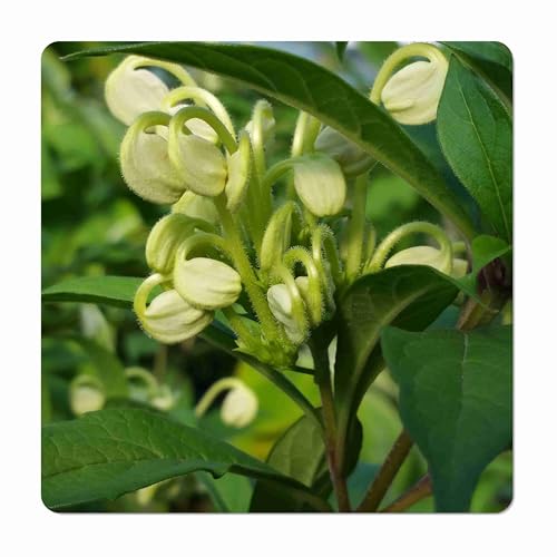 Musical Notes Tropical Perennial Live Plant Clerodendrum incisum Unique Unusual Green White Flowers Starter Size 4 Inch Pot Emerald TM