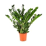 BloomPost Zamioculcas Zamiifolia - 70-80 cm Zimmerpflanzen Echt - Indoor Pflanzen für Wohnung und Büro - Pflegeleicht und Luftreinigende Pflanze - Topf Nicht Enthalte