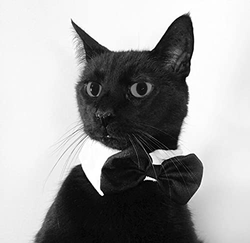 Dog Bow Tie Adjustable Tuxedo Collar Pet Costume Bowtie for Dogs & Cats (Medium, Black) Dog Bow Tie Adjustable Tuxedo Collar Pet Costume Bowtie for Dogs & Cats (Medium, Black)