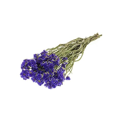FloristryWarehouse Sea Lavender Dried Flowers Cover