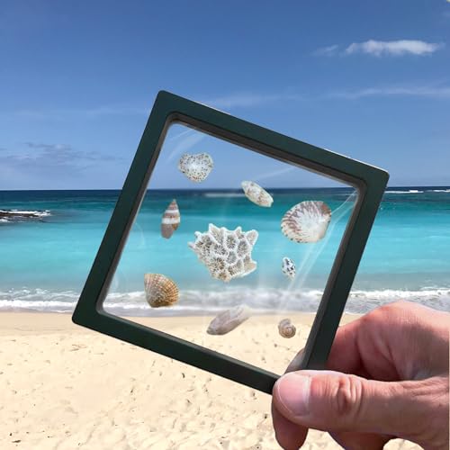 DEALSGOGO 2pcs Seashell holder, 3D Floating Seashell Display Box, Transparent Seashell Display Box? sea shell holder Decorative Seashell Starfish Trinket?Shark Teeth, Diamonds, Jewelry, Badges & Coins