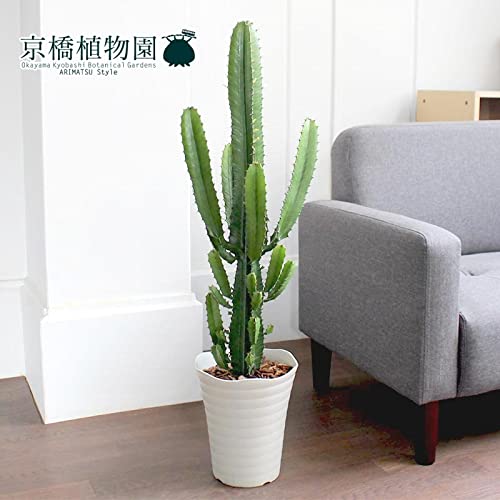 Amazon|大雲閣(ダイウンカク) 7号|観葉植物 オンライン通販 Amazon|大雲閣(ダイウンカク) 7号|観葉植物 オンライン通販