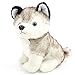 1pc Simulation Husky Mignon Chien Peluche Peluche Animaux Chiot Jouets pour enfants pour enfants Cadeau d'anniversaire de Noël 18cm