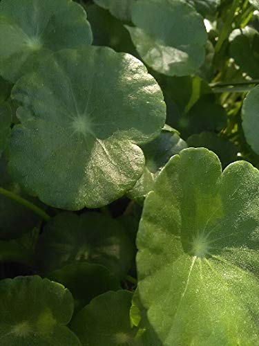 Preisvergleich Produktbild GEOPONICS Kalter Hardy Palm Serenoa (Saw Palmto-Silber)