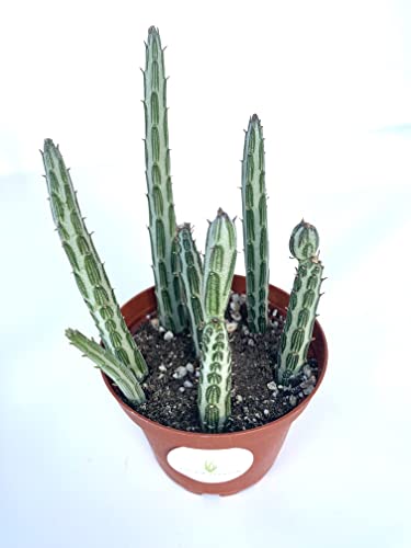Pickle Plant Succulents Senecio Stapelliformis Rooted In 4" Pot #TOP1