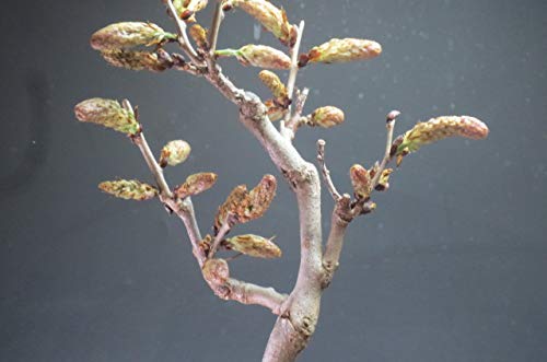 Amazon｜花芽付き！一才藤（フジ）（紫花）の鉢植え 2023春開花予定