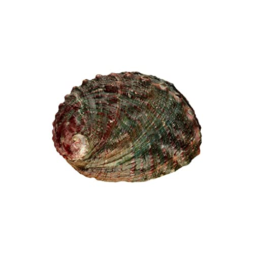 ROCKING GIFTS Concha Abalón Roscado Grande