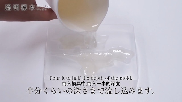 Amazon | クツワ 工作キット 透明標本せっけんをつくろう 生物 PT211B