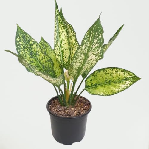 Aglaonema Snow White Live Indoor Plant with Variegated Leaves (C16) | Low Maintenance, Air Purifying, Shade Tolerant, Tropical Foliage, Ideal for Indoors, Chinese Evergreen-image-43