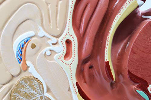 Image of EISCO Nasal Swab Training Model, 12 Inch - for Demonstration of Nasopharyngeal Testing - Made of PVC