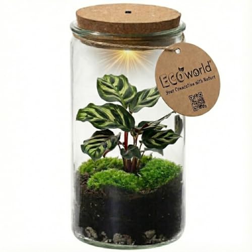 vdvelde.com - Mini ökosystem - Wartungsfreies Pflanzen Terrarium - Ø 11 cm ↥ 21 cm - Batteriebetriebene Beleuchtung