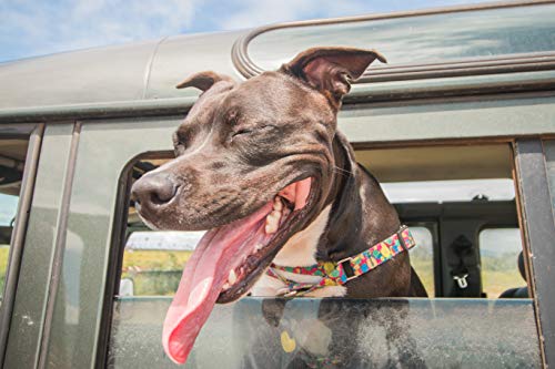 Peitoral Para Cachorros dog27 One Tamanho:M