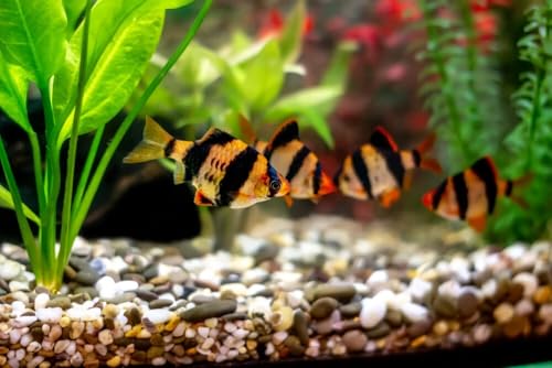 12-Pack Tiger Barbs 1.5&ndash;2.0&rdquo; &ndash; Live Freshwater Aquarium Fish &ndash; Active and Colorful Schooling...