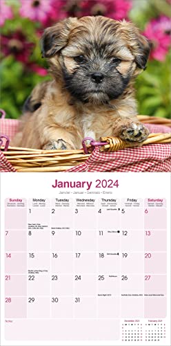 Lhasa Apso Calendar 2024 - Image 3
