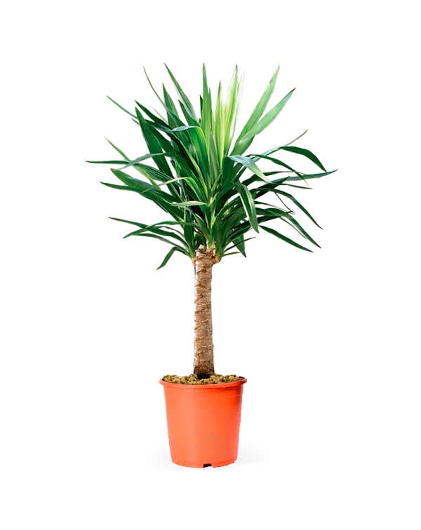 Planta Yuca Natural Palmera Yucca de Exterior