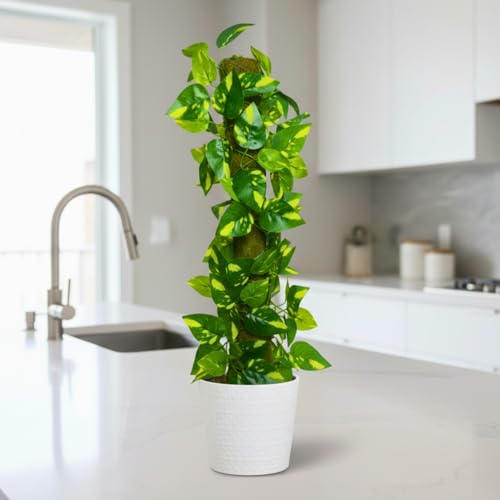 Image of fancymart Artificial Leaves Vine on Moss Stick 60 cm (Without Pot) | Decorative Indoor Plant for Home, Office, Cafe & Restaurant