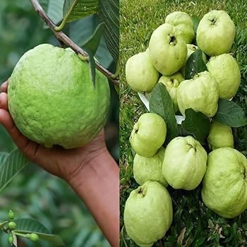 Image of Alltime Nagpur Seedless Sweet White Fleshed Guava plant,CF SG43