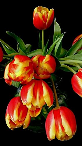 Radha Krishna Agriculture® Tulip Tuberous Mixed Color Exotic Flowers Bulbs for Your Kitchen Garden Pack of 3 Bulbs