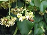 Tilia Americana Tree, 1 Year Old (American Basswood) Bare Root