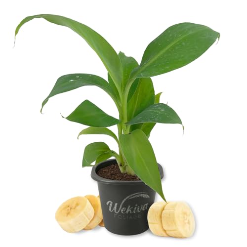 Sumatrana Banana Tree - 1 Live Starter Plant - Musa