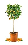 Meine Orangerie Kumquat Grande - echte Zitruspflanze - Fortunella margarita - ca. 120 cm - Ovale Kumquat - Kumquat Tree - veredelte Zwergorange in Gärtner-Qualität
