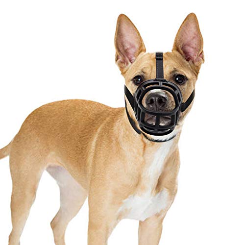xxs chihuahua muzzle
