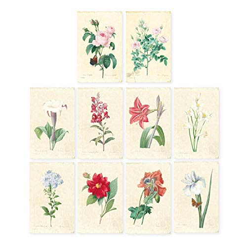 Ilustración decoración Arte flores botánicas Lámina