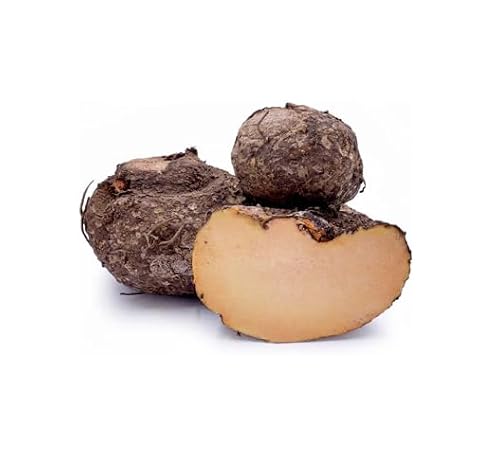 100 semi di ortaggi di igname marrone